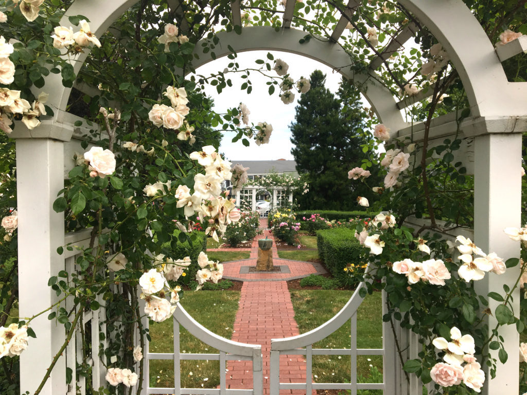 Garden_in_bloom_IMG_0206