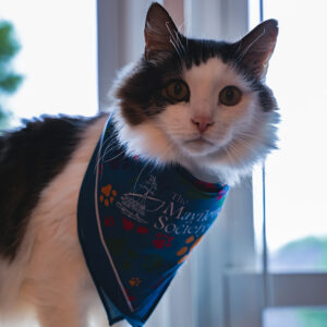 Pet Bandana