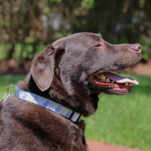 Dog Collar