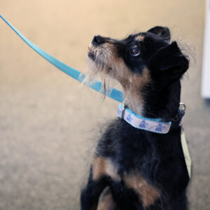 Dog Collar